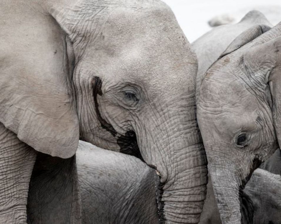 Das Bild zeigt Afrikanische Elefanten, Mutter und Junges, Kopf an Kopf.