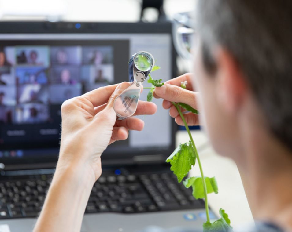 Eine Dozentin untersucht vor einem Laptopbilschirm mit Videokonferenz eine Pflanze mit ihrer Lupe. 
