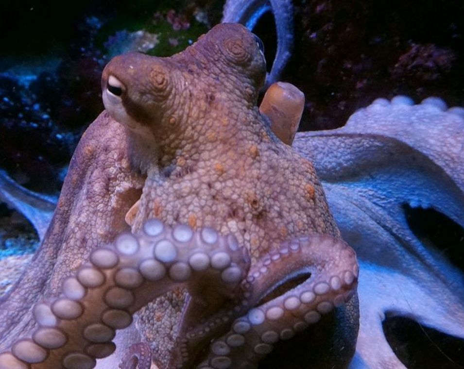 Das Bild zeigt einen Oktopus.