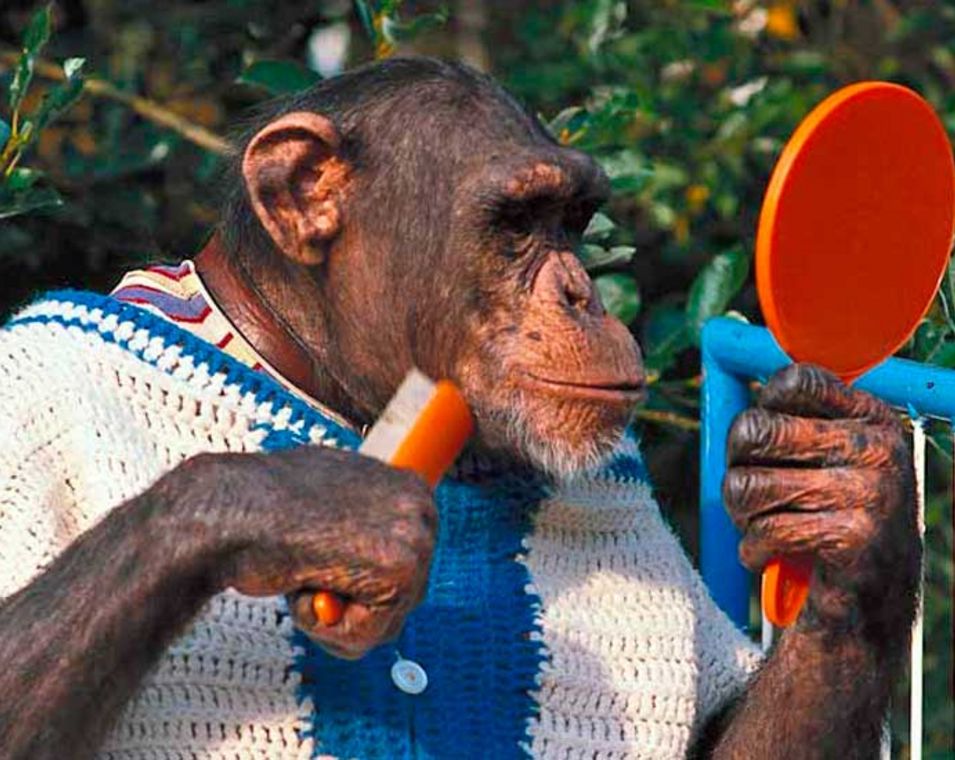 Schimpanse, der in einen Handspiegel blickt