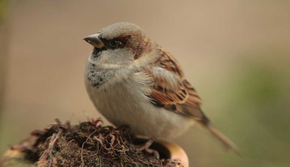 Das Foto zeigt einen Sperling auf einem Nest sitzend
