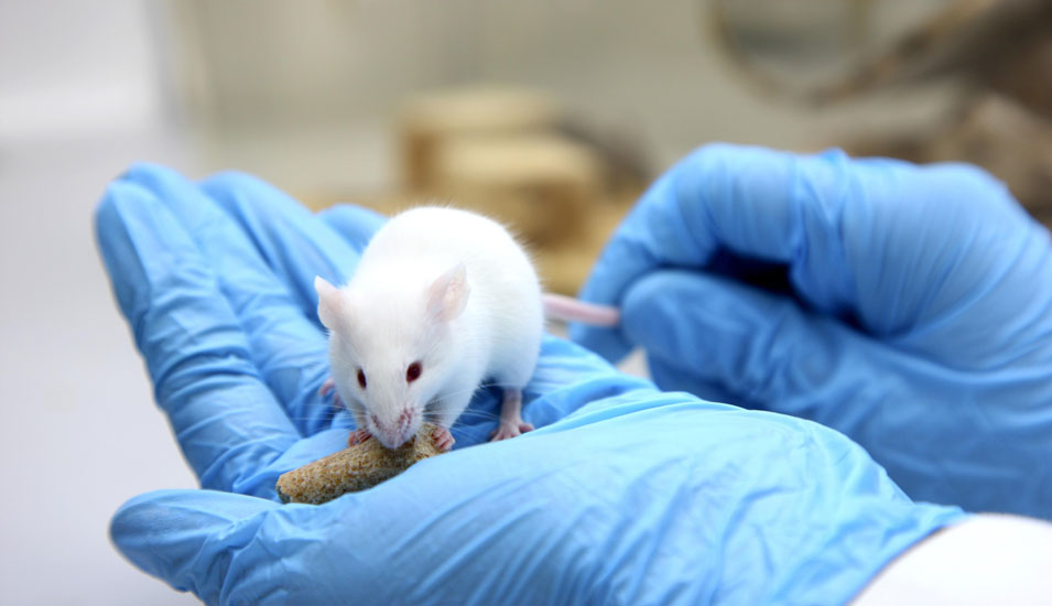 Das Foto zeigt eine Maus für Versuchszwecke an der Universität Duisburg-Essen.