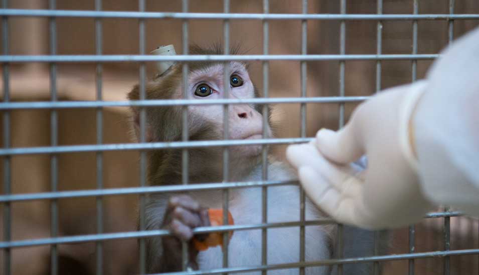 Das Foto zeigt einen Rhesus-Affen mit einem Implantat im Kopf, der von einem Tierpfleger gefüttert wird.
