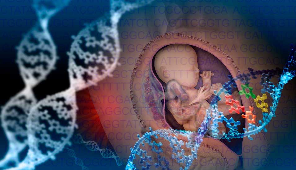 DNA-Stränge mit farbig markierten Basenpaaren vor einem skizzierten Embryo