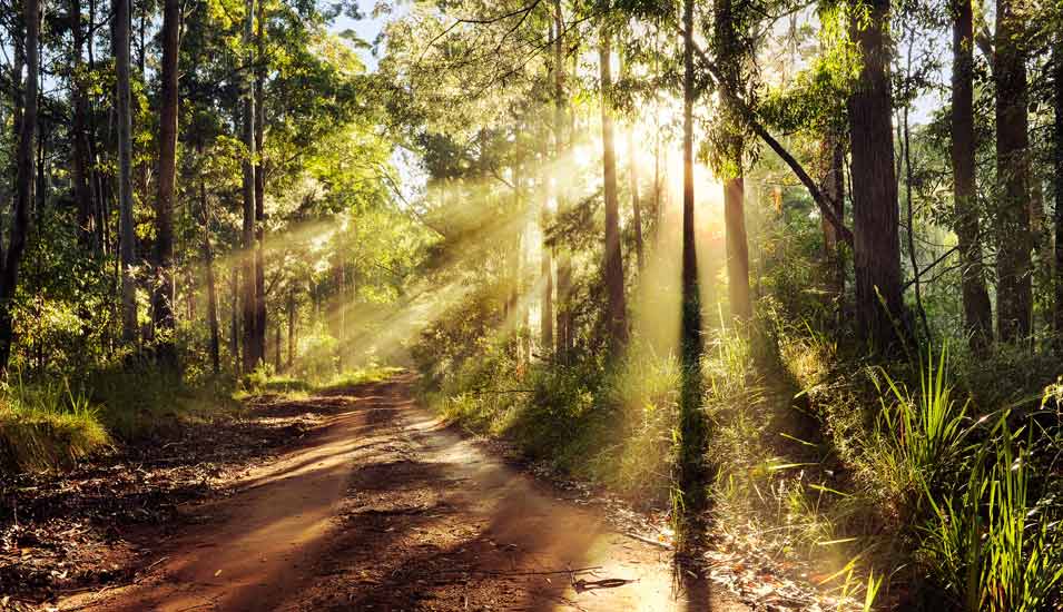 Mischwald in Australien mit Sonnenstrahlen zwischen den Bäumen