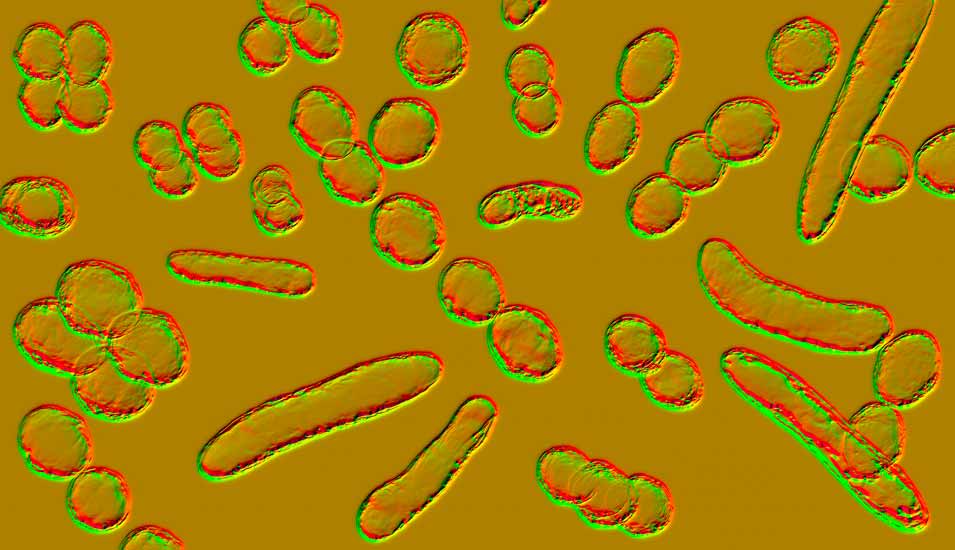 Illustration von Bakterien verschiedener Formen, darunter Kokken und stäbchenförmige Bakterien.