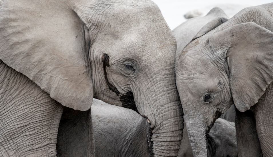 Das Bild zeigt Afrikanische Elefanten, Mutter und Junges, Kopf an Kopf.