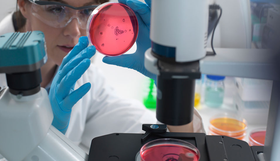 Eine Wissenschaftlerin hält neben einem Mikroskop eine Petrischale mit einer Probe ins Licht.
