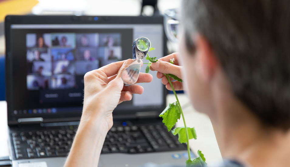 Eine Dozentin untersucht vor einem Laptopbilschirm mit Videokonferenz eine Pflanze mit ihrer Lupe. 