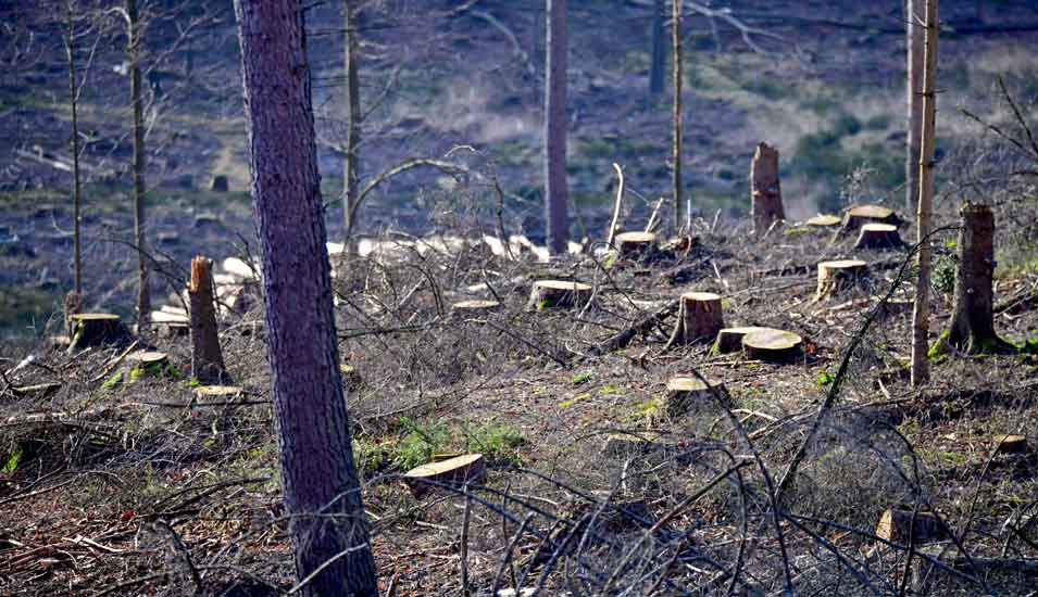 Blick auf einen Waldboden, aus dem nur noch abgesägte Stümpfe ragen, Symbolbild für "Waldsterben".