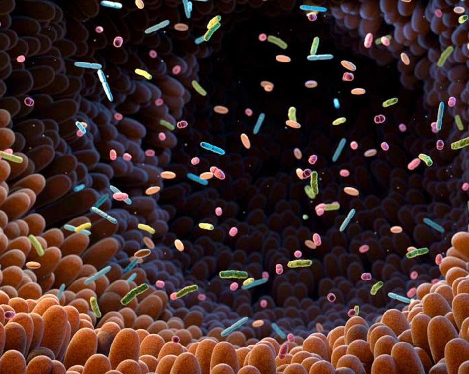 Illustration des Mikrobioms: Mikroorganismen im Inneren des Darms