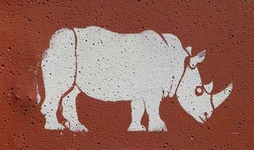 Das Foto zeigt ein Nashorngraffiti an einer Wand in Kapstadt, Südafrika.