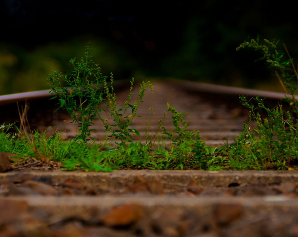 Ein Bahngleis ist in Nahaufnahme zu sehen, das mit Pflanzen überwuchert ist, weil schon lange kein Fahrzeug mehr gefahren ist. 