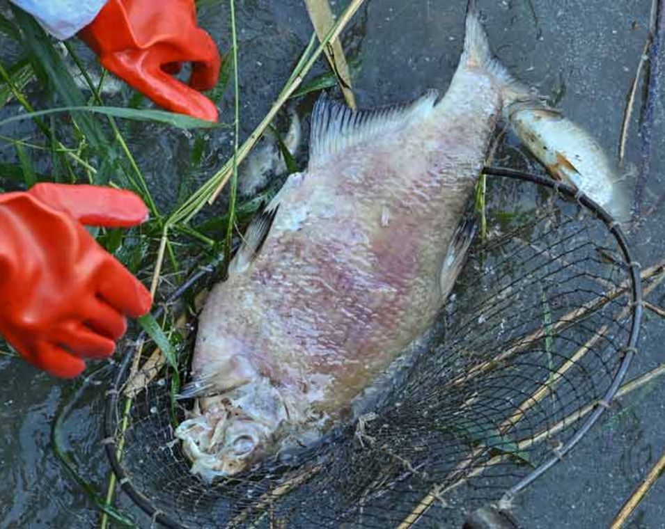 Ein toter und schon stark verwester Fisch wird von Helfern aus dem Wasser des deutsch-polnischen Grenzflusses Westoder, nahe dem Abzweig vom Hauptfluss Oder, geborgen. 