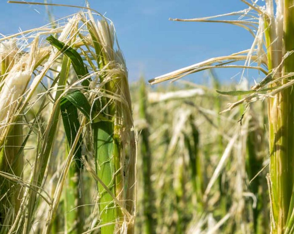 Beschädigtes Maisfeld: Extremwetterereignisse wie Hagel und Starkregen können die Ernte von Mais und Getreide in einer Region zerstören.