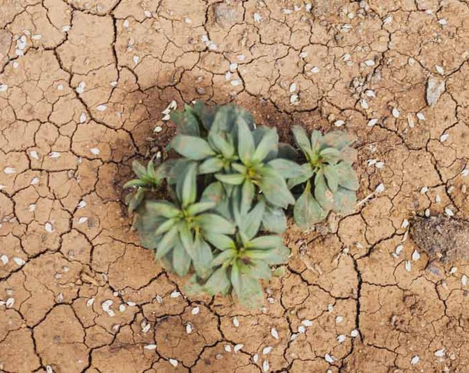 Von Dürre ausgetrockneter Boden mit einer kleinen Pflanze, aufgenommen in Addis Abeba in Äthiopien