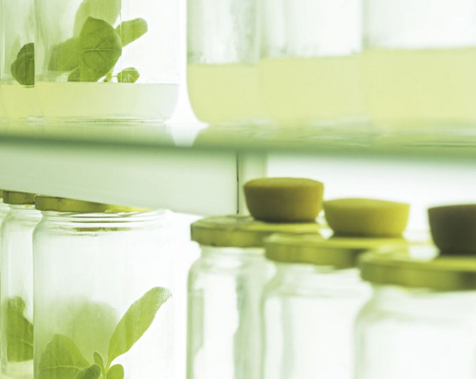Das Foto zeigt Gläser mit Setzlingen in einem Labor für Pflanzenzüchtung.