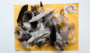 Vogelfedern auf einem Briefumschlag