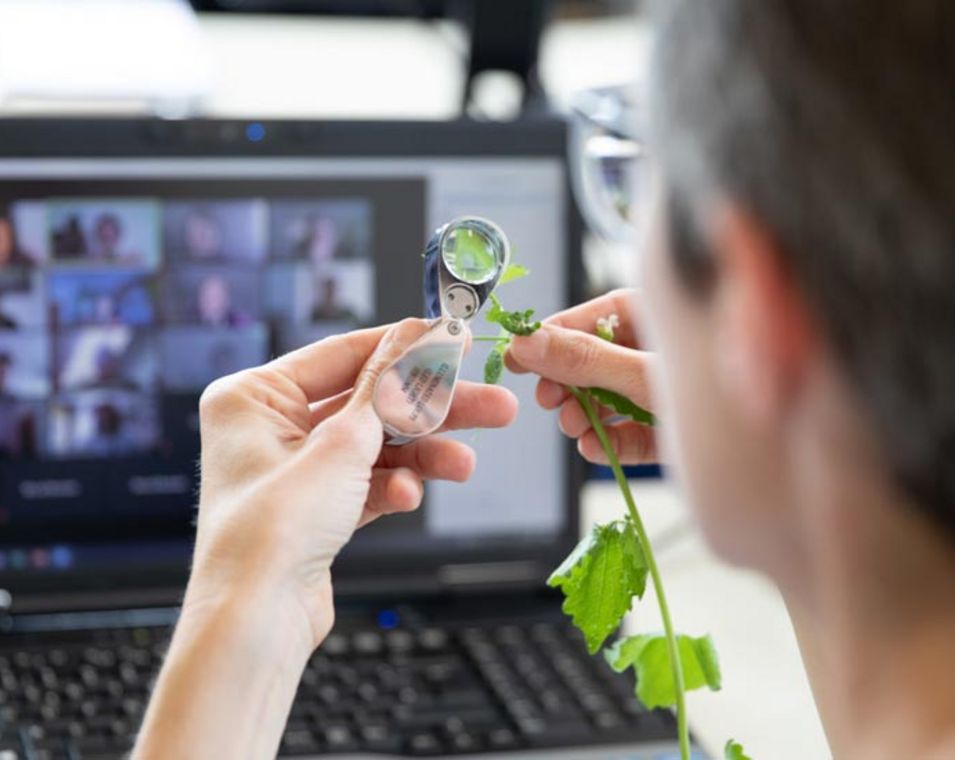 Dozentin sitzt vor einem Laptop und untersucht per Videokonferenz mit Studierenden eine Pflanze mit einer Lupe