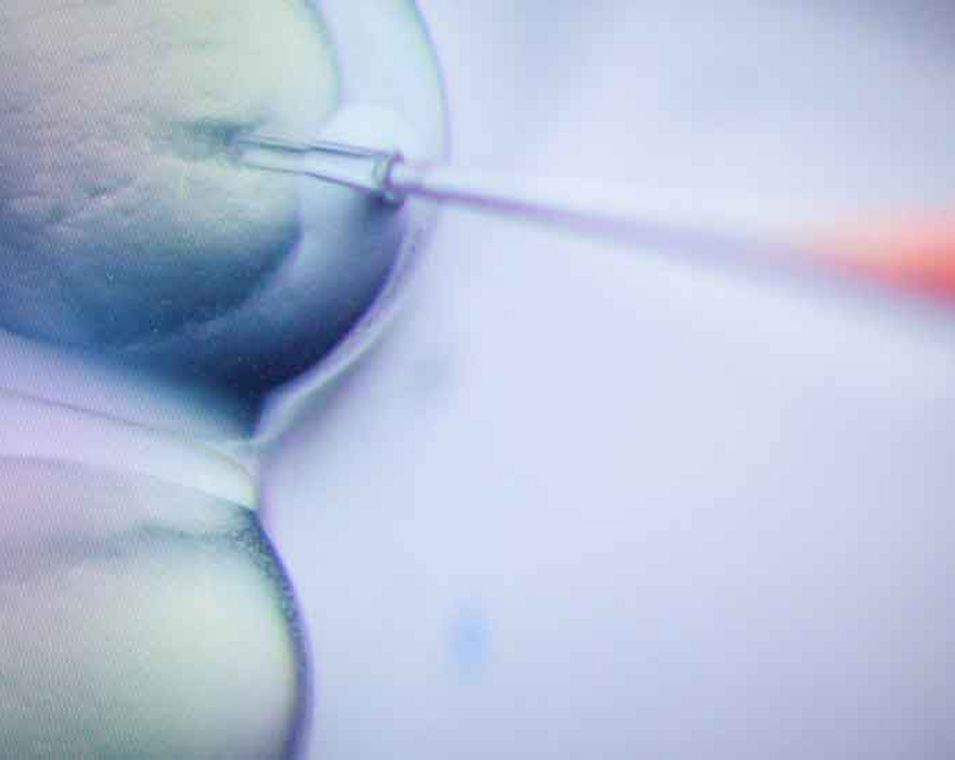 Das Foto zeigt die Mikroskopaufnahme eines Schritts im CRISPR-Verfahren.
