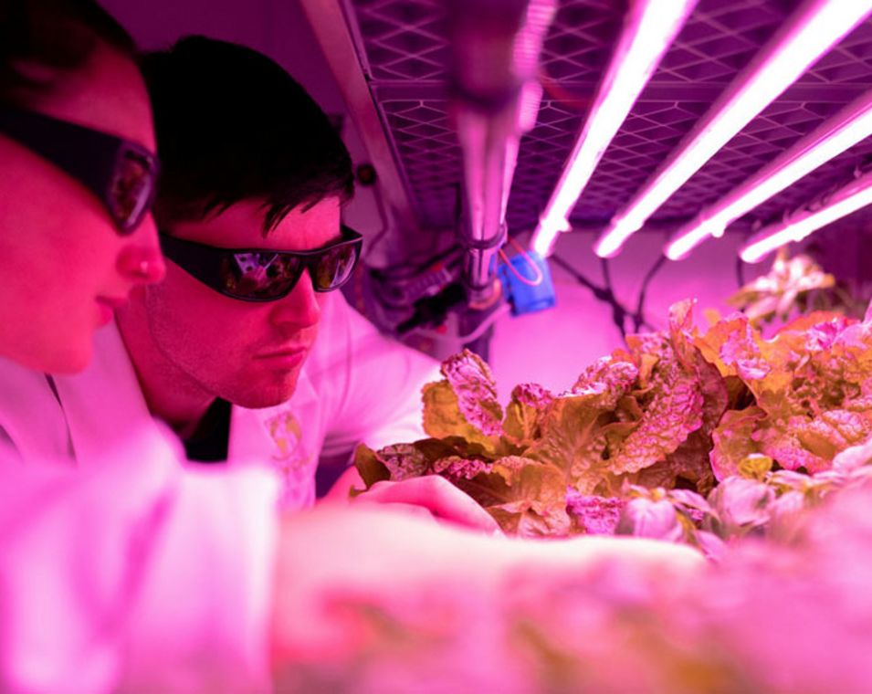 Eine Frau und ein Mann befinden sich in einem Labor mit speziellem rosarotem Licht für Pflanzen, die sie offensichtlich erforschen. 