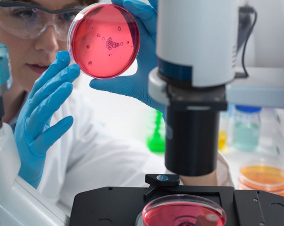 Eine Wissenschaftlerin hält neben einem Mikroskop eine Petrischale mit einer Probe ins Licht.