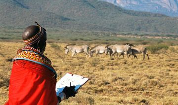 Samburu Frau zählt im Bildhintergrund stehende Zebras in Kenia. Sie trägt ein rotes Gewand und kehrt dem Betrachter den Rücken zu.