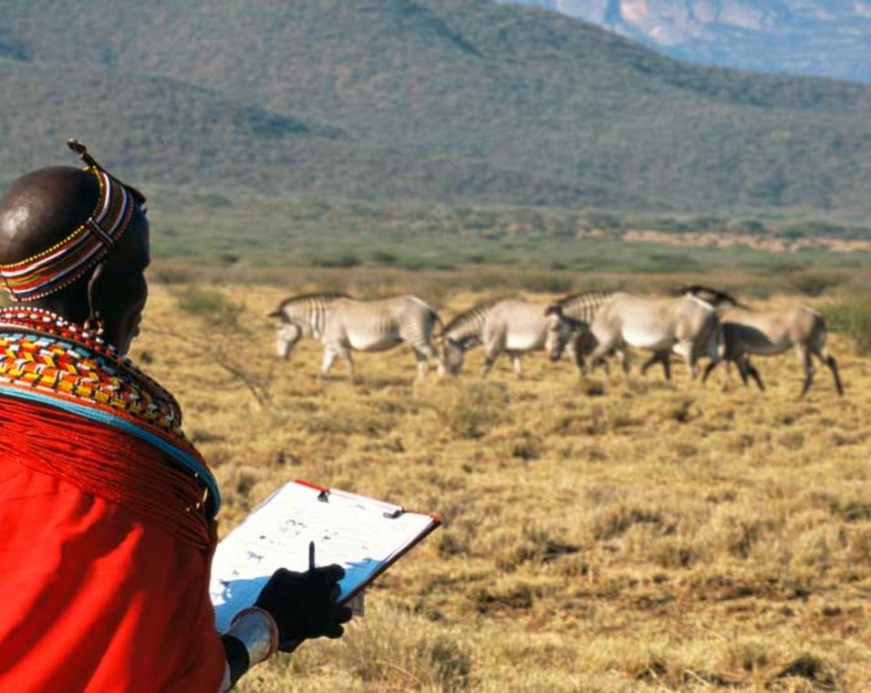 Samburu Frau zählt im Bildhintergrund stehende Zebras in Kenia. Sie trägt ein rotes Gewand und kehrt dem Betrachter den Rücken zu.