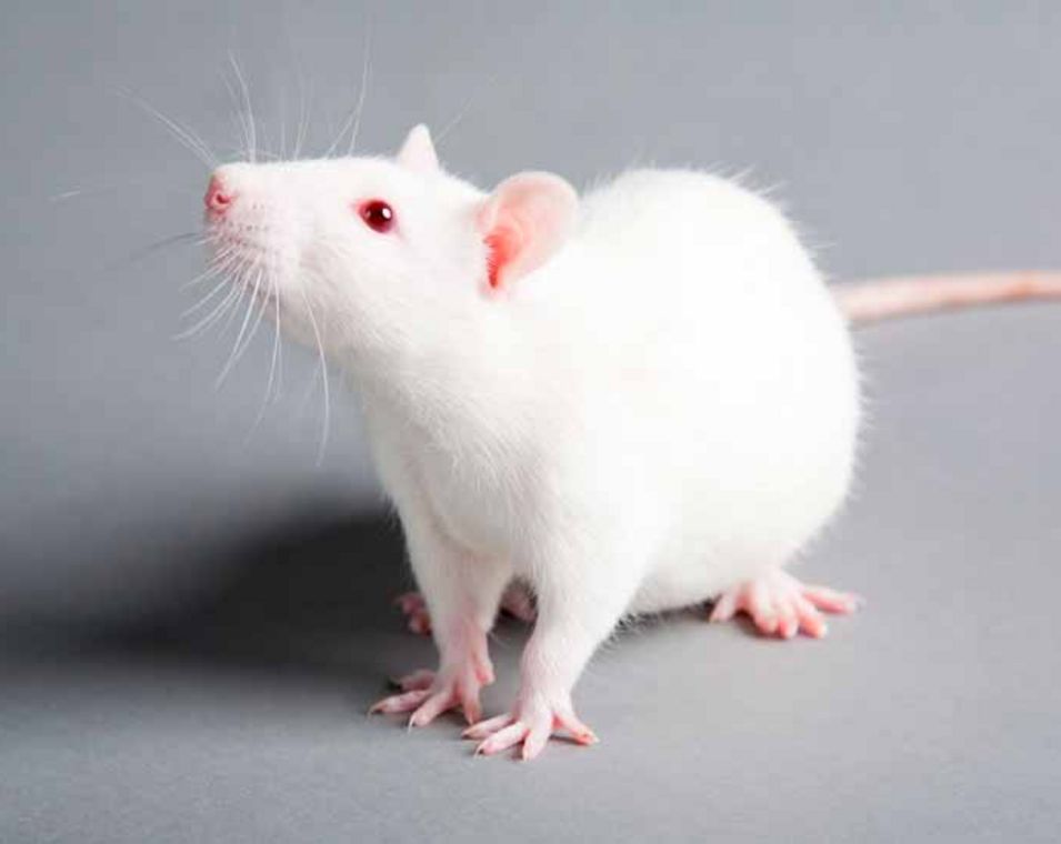 Foto einer weißen Ratte, wie sie in der Forschung oft verwendet wird