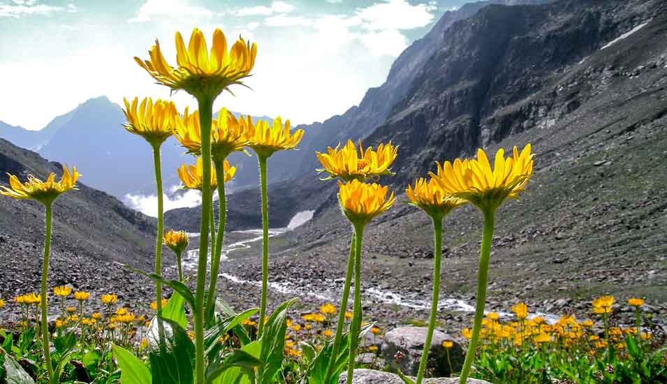 Gelbe Arnika Blüten vor kargen alpinen Bergen