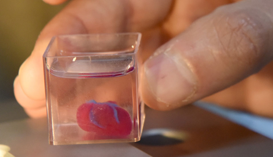 Mit einem 3D-Drucker erzeugtes menschliches Mini-Herz.