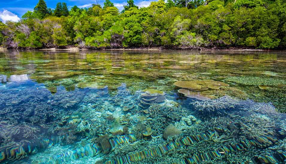 Korallenriffe an einer grünen Küste