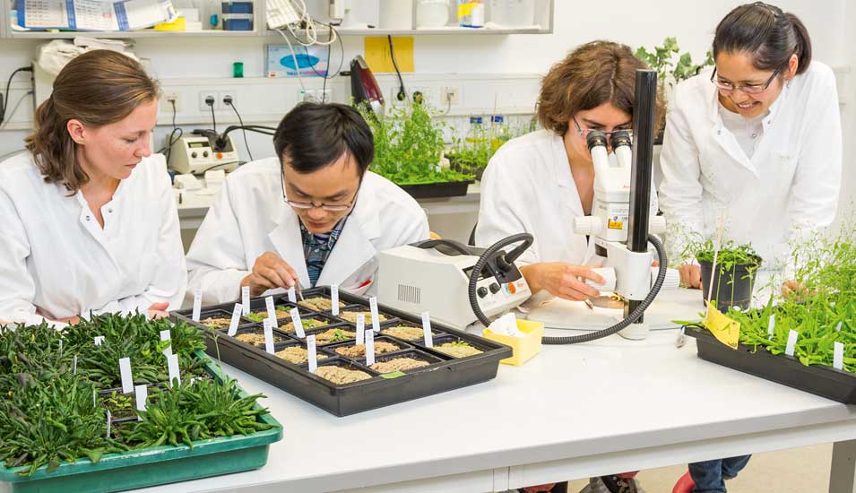 Pflanzenforscher im Labor