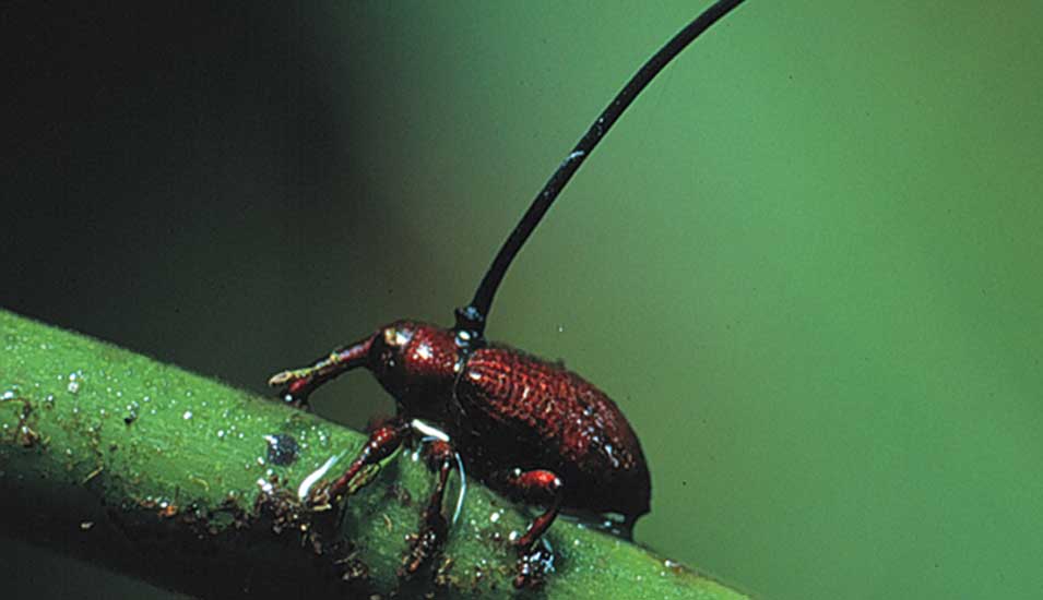 Das Foto zeigt einen Käfer auf einer Pflanze