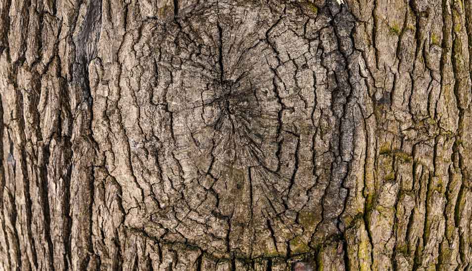 Das Foto zeigt die Nahaufnahme eines Baumstammes