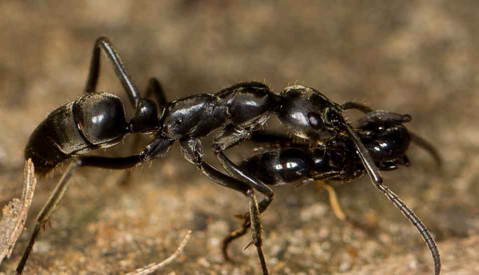 Das Foto zeigt eine Matabele-Ameise, die ihre verletzte Artgenossin trägt