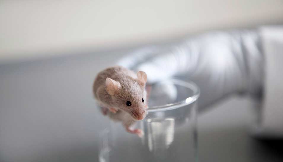 Eine Maus in den Händen eines Forschers