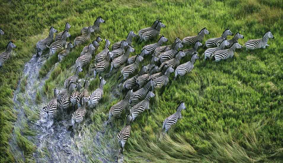 Das Foto zeigt eine Zebraherde aus der Luft im Okawango Delta