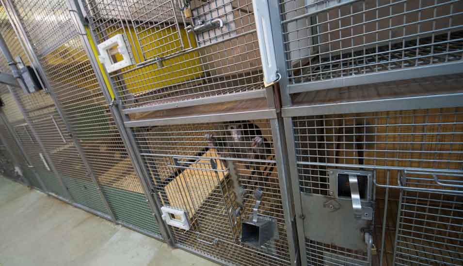 Das Foto zeigt einen Rhesus-Affen in einem Käfig im Institut für biologische Kybernetik Tübingen