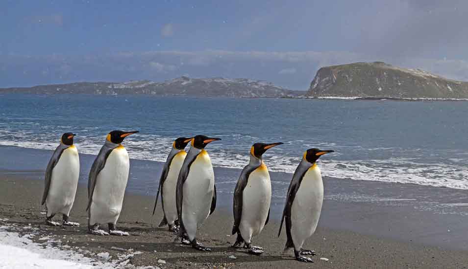 Das Foto zeigt eine Gruppe von Königspinguinen an einem Ufer in der Antarktis