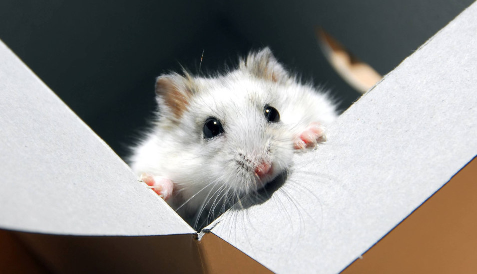 Maus schaut aus Karton