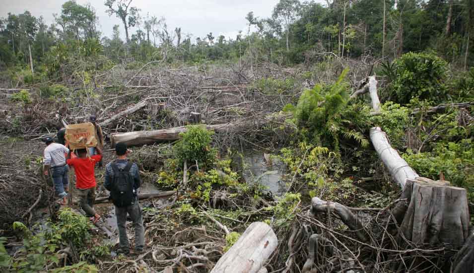 Das Foto zeigt gefällte Bäume und Menschen in einem Regenwaldgebiet in Indonesien.