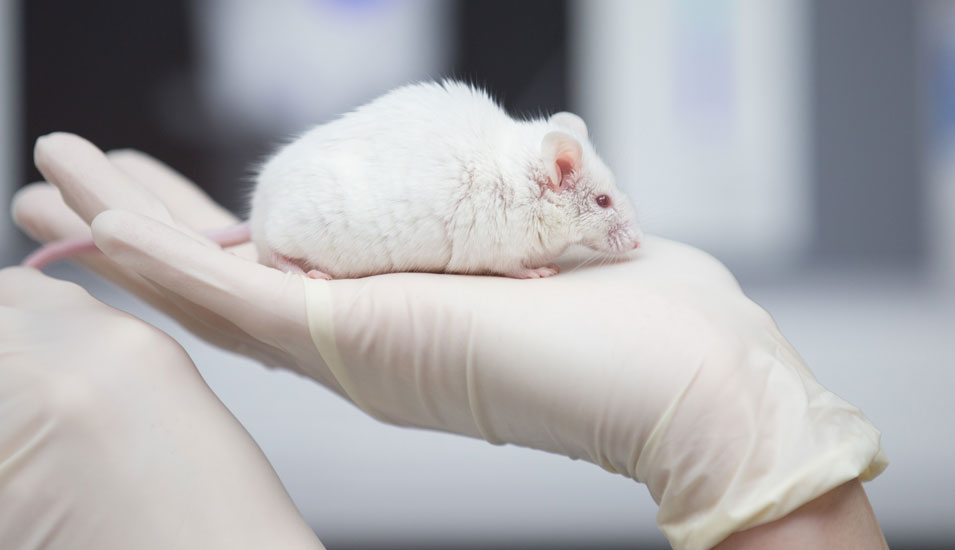 Das Foto zeigt eine weisse Ratte in der Hand einer Forscherin.