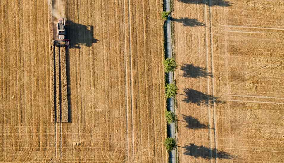 Das Foto zeigt eine Luftaufnahme eines Mähdreschers bei der Getreideernte in Niedersachsen.