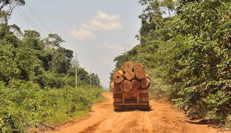 Das Foto zeigt einen Lastwagen mit Baumstämmen auf einer staubigen Strasse im Regenwald/Amazonas.