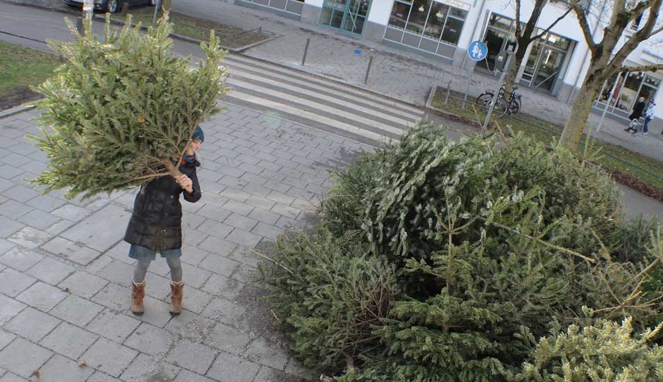 Frau wirft Weihnachtsbaum weg