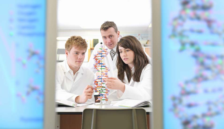 Drei Wissenschaftler betrachten ein Modell der DNA