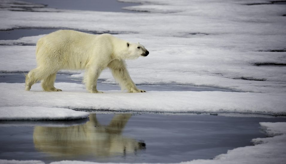 Das Foto zeigt einen Eisbären nördlich von Spitzbergen.