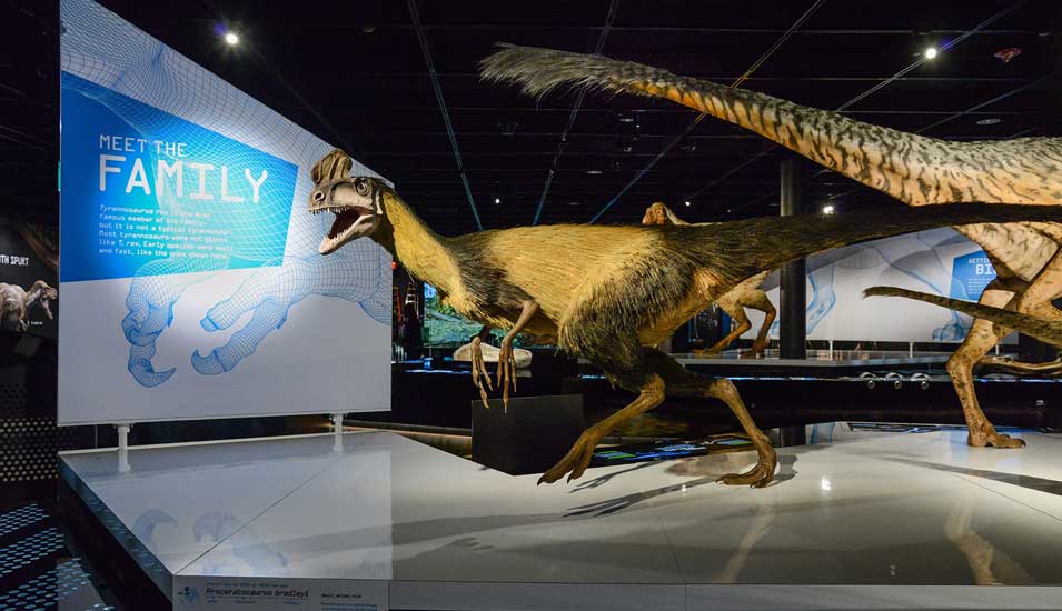 Dinosaurier im New Yorker Naturkundemuseum