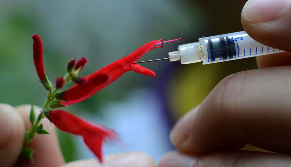 Ein Wissenschaftler nimmt mit einer Spritze eine Nektarprobe des Roten Salbeis.